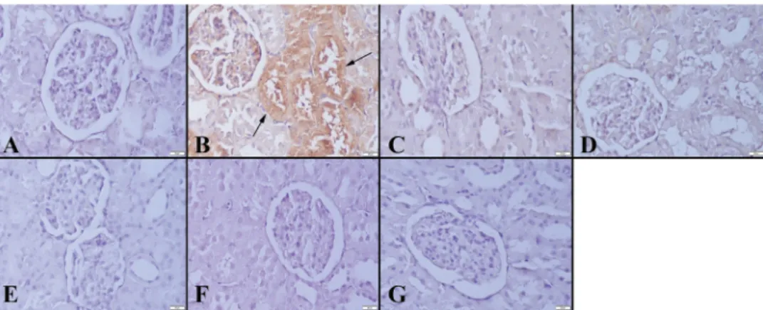 Figure 9. NF-κB immunoreaction in kidneys between the groups. (A) Negative immunoreaction  in Group I, (B) Increased expression (arrows) in Group II, negative expression in (C) Group  III,  (D) Group IV, (E) Group V, (F) Group VI and (G) Group VII, Strepta