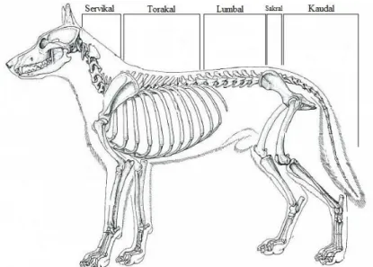 Şekil 2.1. Köpeklerde vertebraların anatomik dizilimi (22) 