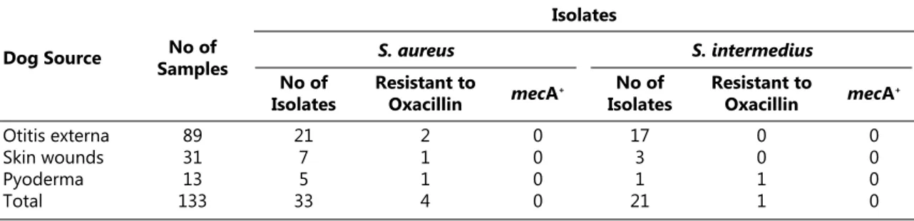 Fig 2. PCR results for mecA gene of the phenotypically methicillin­ resistant CoPS isolated from dogs