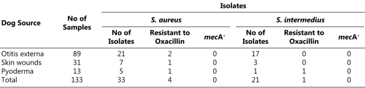 Fig 2. PCR results for mecA gene of the phenotypically methicillin­ resistant CoPS isolated from dogs