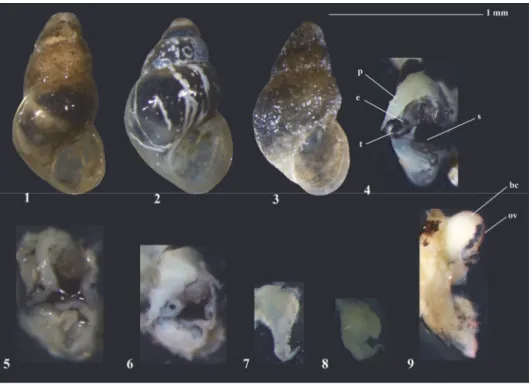 Figure  2.  Hemite ceyhanensis  n.  gen.,  n.  sp.  A–C:  Shell  of  holotype,  D–F:  Penis  in  situ,  G,H:  Penis, I: Female genital tract