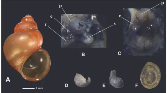 Figure 3. Pseudobithynia cocussusica n. sp. A: shell, B, C: penis in situ. D, E: types of penis, F:  operculum