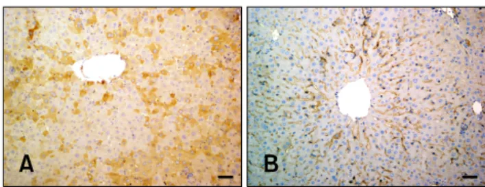 Fig. 4. VEGF expression in hepatocytes from the experimental  and control groups. (A) Cytoplasmic VEGF immunolabeling  (Group 4B)