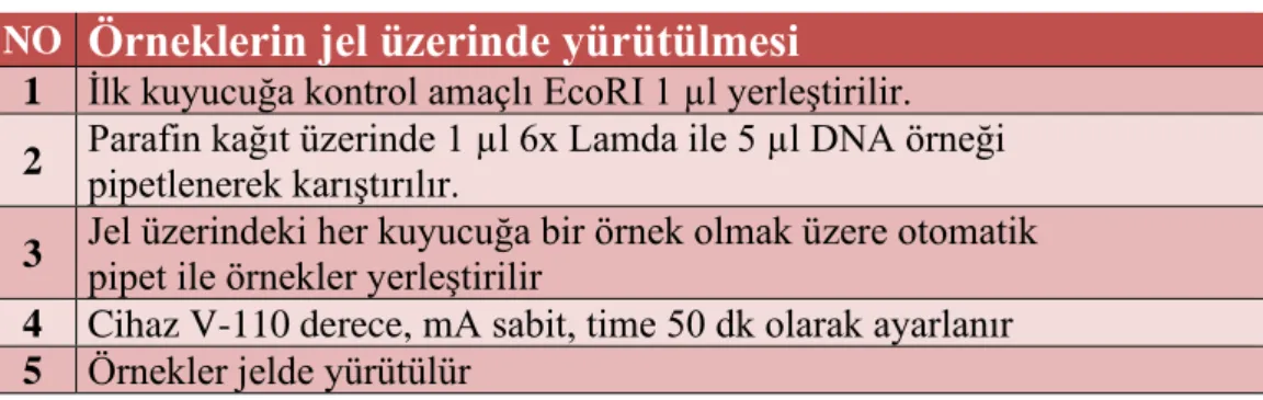 Şekil 2.4. DNA jel elektroforez UV görüntüsü 
