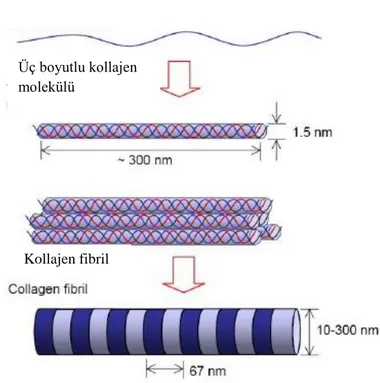 Şekil 1.5. Kollajenin üçlü heliks yapısı (Azonanotechnology, 2011). Kollajen fibril 