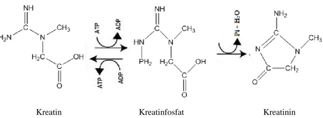 Şekil 1.6. Kreatin fosfattan kreatinin oluşum mekanizması (Çuhadaroğlu F. Z., 2010). Kreatinfosfat 