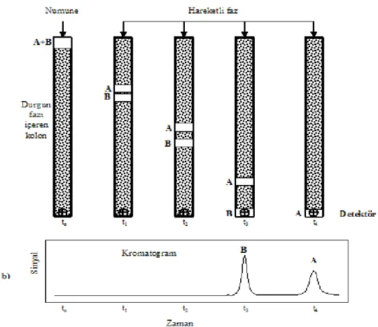 Şekil 1.7. Kromatografik ayrımın şekilsel gösterimi (Bağ H., 2011). 