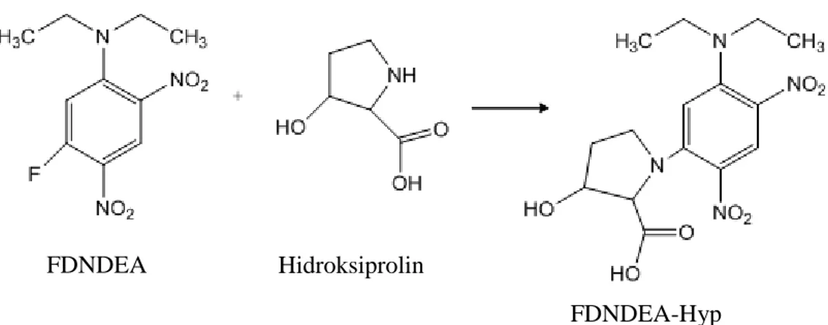 Şekil 2.2.  Hidroksiprolinin türevleme ajanı NBD-CI ile türevlemenin oluşum mekanizması (Ahnoff ve  diğ., 1981)