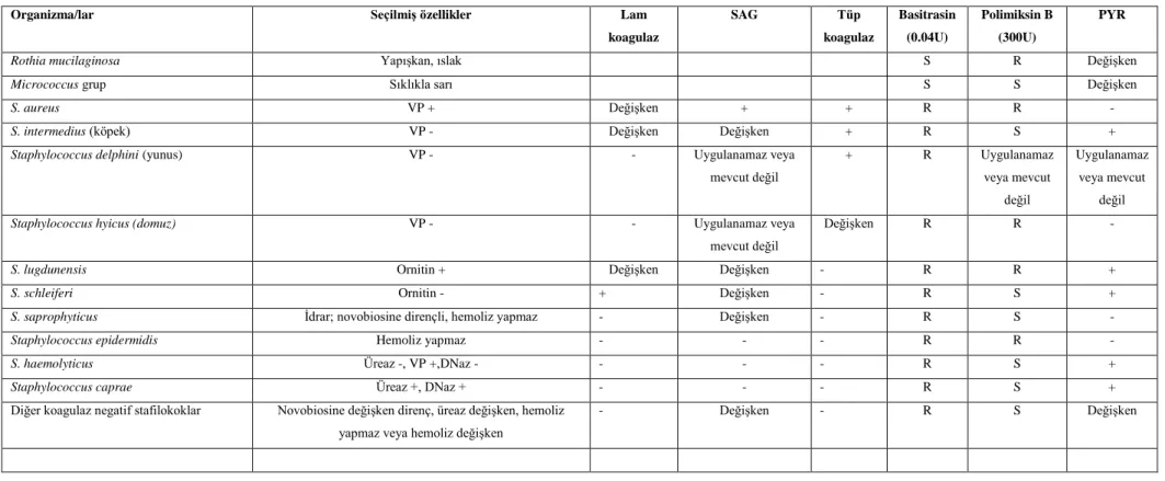 Tablo  1:  GeniĢ  beyaz  veya  sarı  renkli  koloni  oluĢturan  katalaz  pozitif  yaygın  ve/veya  önemli  Gram  pozitif  kokların  anahtar  biyokimyasal  reaksiyonları 