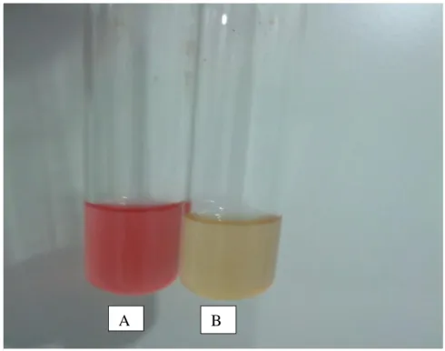 ġekil 3. S. aureus izolatları için yapılan Voges Proskauer testi görüntüsü   (A: Voges Proskauer (VP) testi pozitif, B: VP testi negatif) 