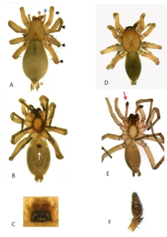 Şekil 1.2: Entelegynae (Drassodes spp.) bir örümcekte dişi ve erkek bireylerin dorsal  ve ventral görünümleri ile üreme organları 