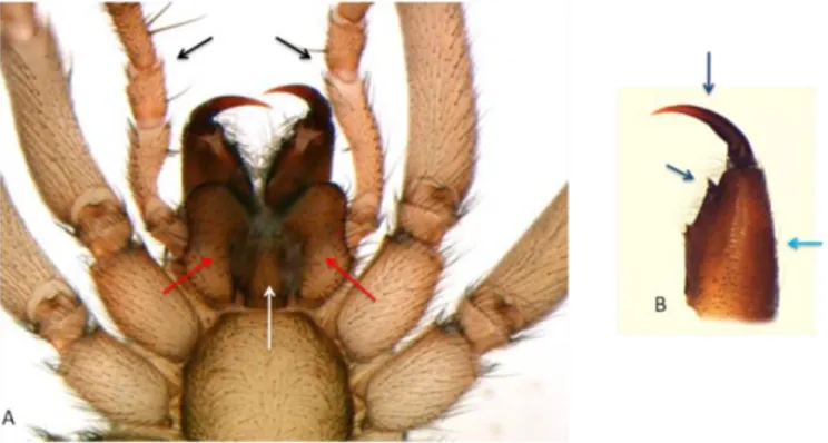 Şekil 1.3: Drassodes cinsi bir örümceklerde ağız parçaları ve keliser 