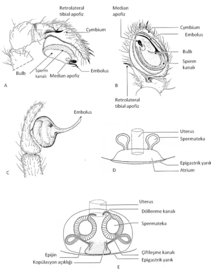 Şekil 1.4: Entelegynae ve Haplogynae örümceklerde üreme organları 
