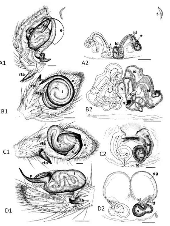 Şekil 1.6: RTA kladına ait 4 tür örümcekte pedipalp ve epijin yapıları. 