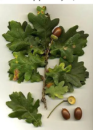 Şekil 1.1. Saplı Meşe (Quercus robur subsp. pedunculiflora) yaprak ve palamudu 
