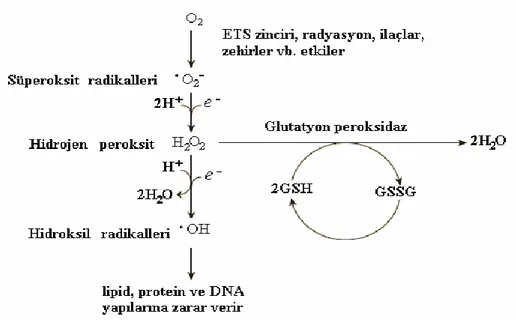 Şekil 1.4. Serbest radikal ve reaktiflerin oluşumu (Nelson ve Cox, 2004) 