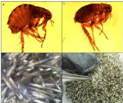 Fig. 2. A) Female Archaepsylla erinacei, B) Male Archaepsylla erinacei, C), D) Adult ticks on the