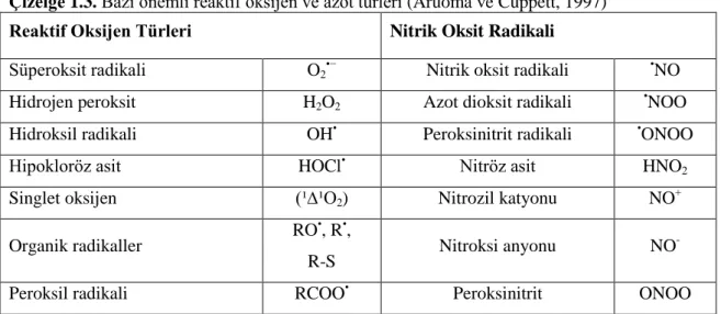 Çizelge 1.3. Bazı önemli reaktif oksijen ve azot türleri (Aruoma ve Cuppett, 1997)  Reaktif Oksijen Türleri  Nitrik Oksit Radikali 