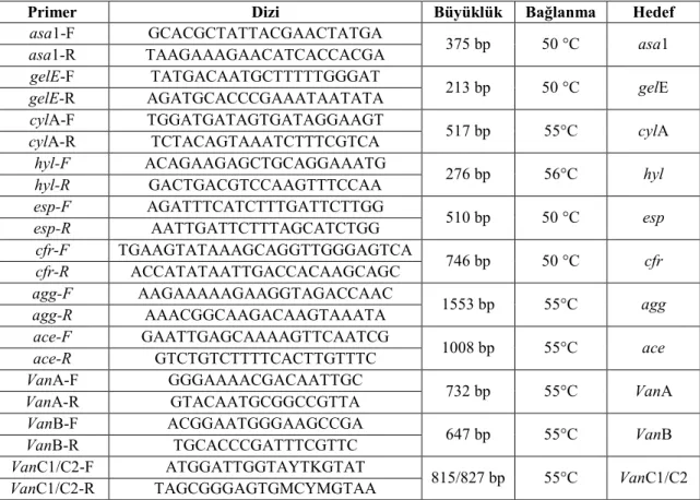 Çizelge 3. 1. PCR amplifikasyonu için kullanılan primerler