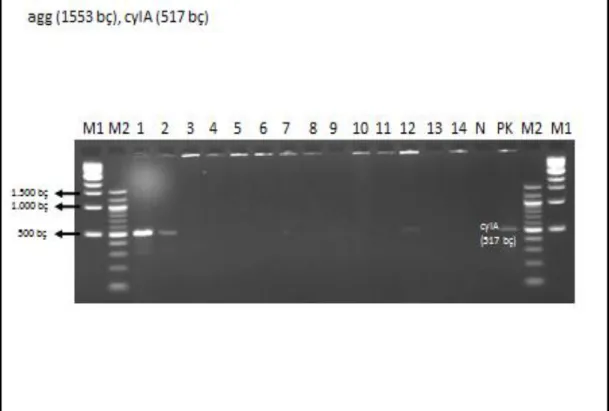 Şekil 4.2. agg (1553 bç), cylA (517 bç) genlerinin görüntüsü 