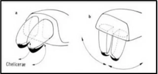 Şekil 1.2. Keliserlerin vücuda göre durumları. a) Keliserler birbirine paralel, b) Keliserler birbirine dik  hareket etmektedir (Anonim 1)