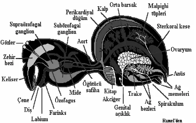 Şekil 1.8. Bir Örümceğin Lateralden iç organlarının şeması (Varol, 2003). 