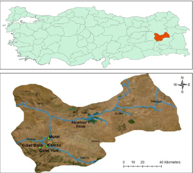 Şekil  1.  Örneklemenin  yapıldığı tarımsal  su  kaynakları;  Murat  Nehri (M),  Karasu  Çayı  (K),  Güzeltepe  mahallesinde  bulunan  sulama  göleti  (GY)  ve  Muş  Alparslan  Üniversitesi  kampüsü  içerisinde  bulunan gölet (GB)
