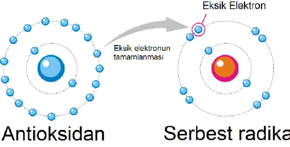 Şekil 1.3. Antioksidan Sistemler (Anonim, 2019) 