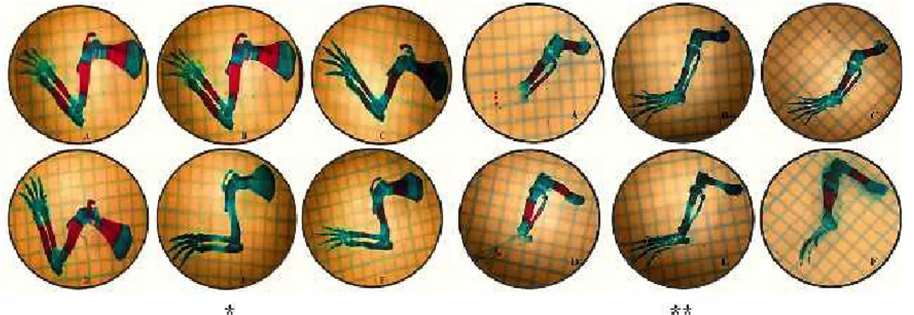 Figure 2. Images of the upper and lower extremity bones. (A) Control group. (B) Low-dose nicotine group