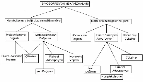 Şekil 2.4.  Biyosorpsiyon mekanizmalarının sınıflandırılması [70] 
