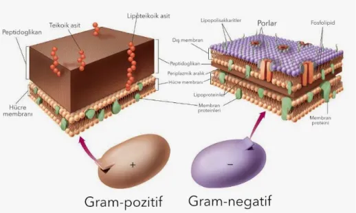 Şekil 2.1. Gram (-) ve Gram (+) Bakterilerin hücre duvarları [35]. 