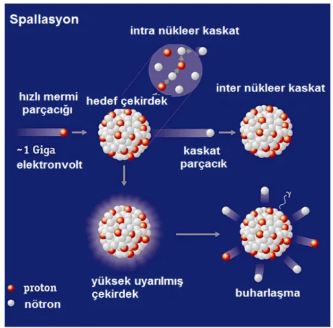 Şekil 4. 3. Spallasyon Reaksiyonu 