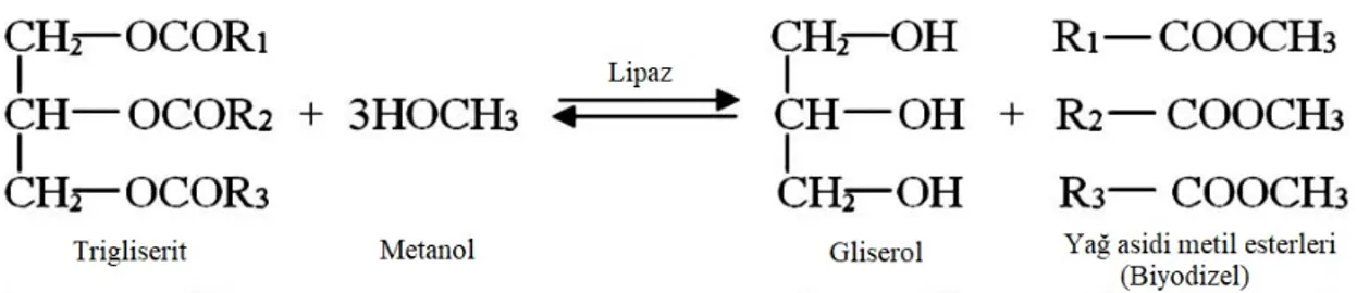 Şekil 2.4. Lipaz katalizli transesterifikasyon reaksiyonu [90] 