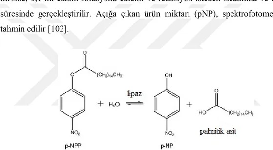Şekil 2.5. pNPP’nin lipaz katalizli hidroliz reaksiyonu  [103] 