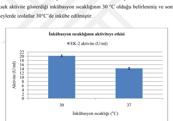 Şekil 4.4. Enzim aktivitesi ve kültürün inkübasyon sıcaklığı arasındaki ilişki  4.8.2