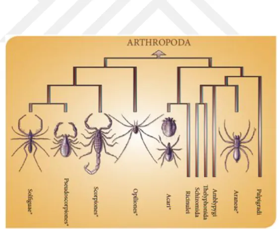 Şekil 2.1. Araknida takımının diğer canlılarla olan ilişkilerine ait bir diyagram [13] 