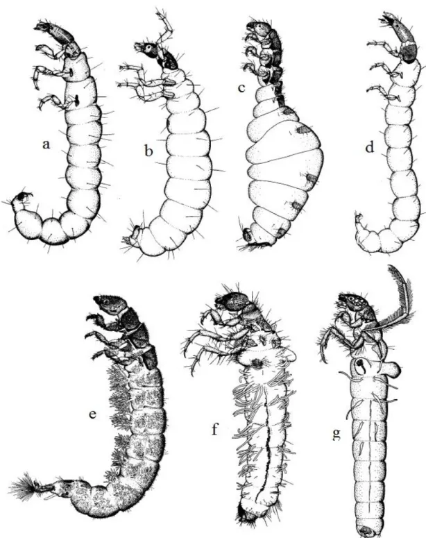 Şekil 3.2. Bazı Trichoptera larvaları. a- Atopsyche sp. (Hydrobiosidae); b- Protoptila sp