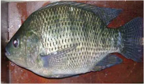 Şekil 3.1. Nil tilapyası ( Oreochromis niloticus)
