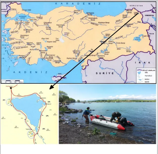 Şekil  3.1.  Çıldır  Gölünün  konumu,  çalışma  alanını  gösterir  harita  ve  örneklemeye  ait  fotoğraf 