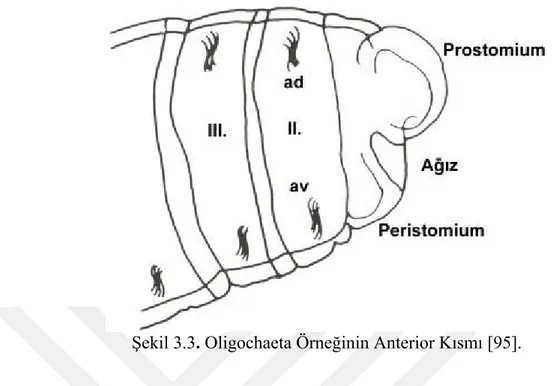 Şekil 3.3. Oligochaeta Örneğinin Anterior Kısmı [95]. 