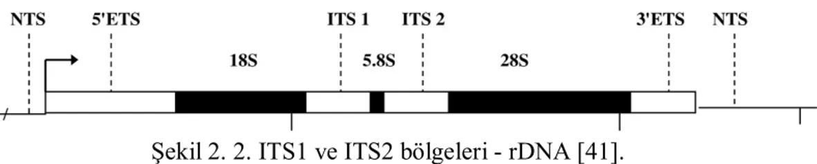 Şekil 2. 2. ITS1 ve ITS2 bölgeleri - rDNA [41].