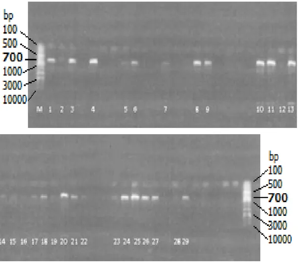 Şekil  4.  1.  DNA'sı  elde  edilen  trüf  örneklerinden  ITS  bölgesi  PCR  ile  çoğaltılabilen  örnekler