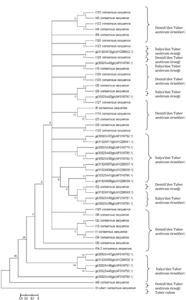 Şekil 4. 3. UPGMA metoduna göre oluşturulan dizilerin filogenetik ağacı 