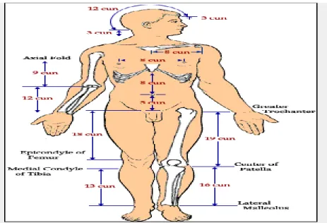 Şekil 2.2. Orantılı ölçüm yöntemi  2.2.4.2. Anatomik iĢaretlerle ölçüm yöntemi 