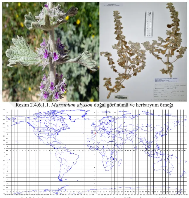 Şekil 2.4.6.1.1. Marrubium alysson yayılış alanı (Nijar., İspanya, S30)  2.4.6.2. Marrubium incanum Desr