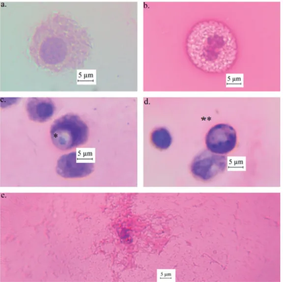 Figure 3. The light microscope images of viable hemocyte-control (a), mitotic hemocyte at 10 lg/10 ml concentration (b), micronucleated hemocyte at 50 lg/10 ml concentration (c), apoptotic hemocyte with apoptotic bodies at 100 lg/10 ml concentration (d), a