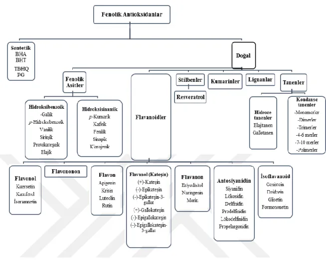 Şekil 2.2. Fenolik antioksidanların sınıflandırılması 