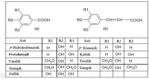 Şekil 2. 3.  Fenolik  asitlerin  genel  yapısı:  a)  Benzoik  asit  türevleri  b)  Sinamik  asit  türevleri 