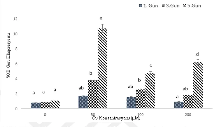 Şekil 4.3. Nohut bitkisi yapraklarında bakır stresinin 1., 3., ve 5. günlerde tespit edilen                    Cu-Zn/SOD geni ifade düzeyleri