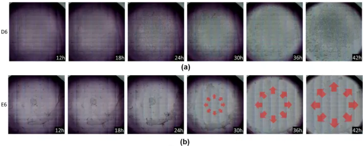 FIGURE 22. Selected time-lapse images of wells D6 and E6 acquired during non-CO 2 and dry incubator: (a) in well D6, most of the cells stay attached on well surface; b) in well E6, the cell death is increased by cisplatin and the floating cells are drifted